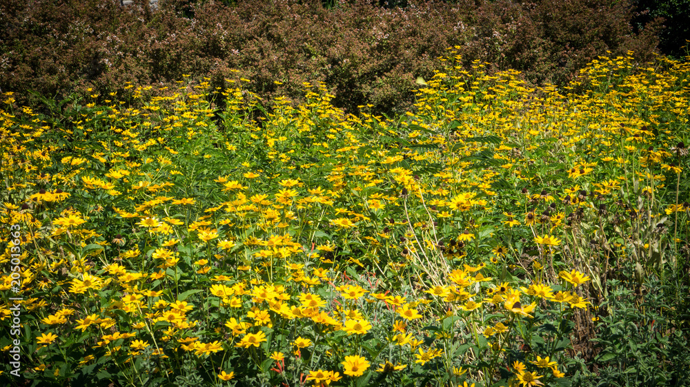 Yellow Flowers