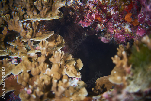 Fish on underwater coral reef