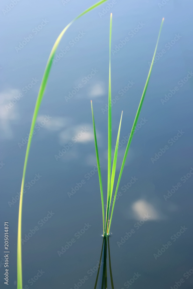 Obraz premium A bunch of bright green herb with one blade of grass separately. Close-up.