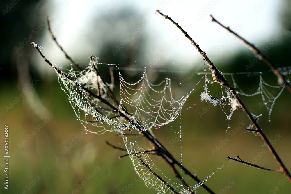 spider web with dew drops on the branches of trees