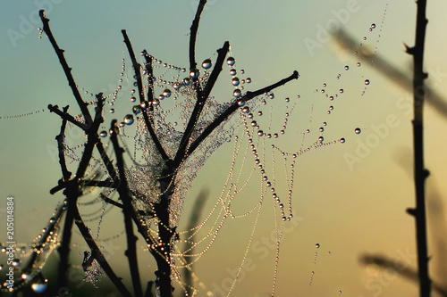 spider web with large drops of dew on the branches of trees