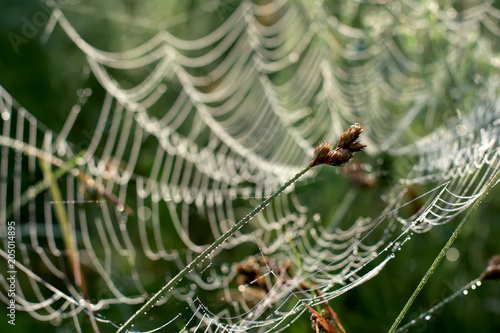 Close-up photography of the weed in dew drops with a spider web in the background