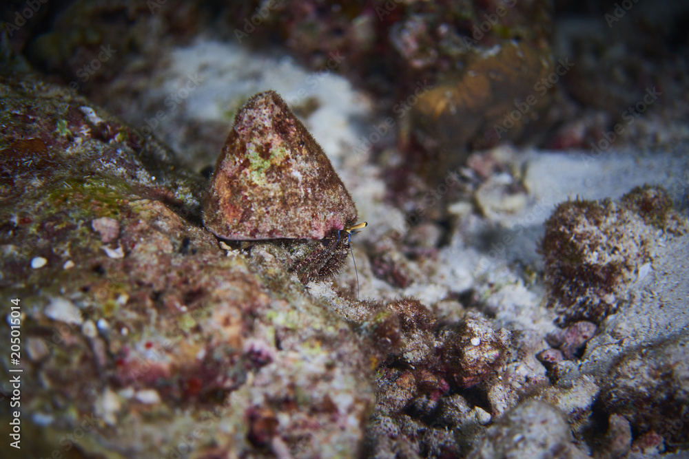 Fish on underwater coral reef Fish on underwater coral reef
