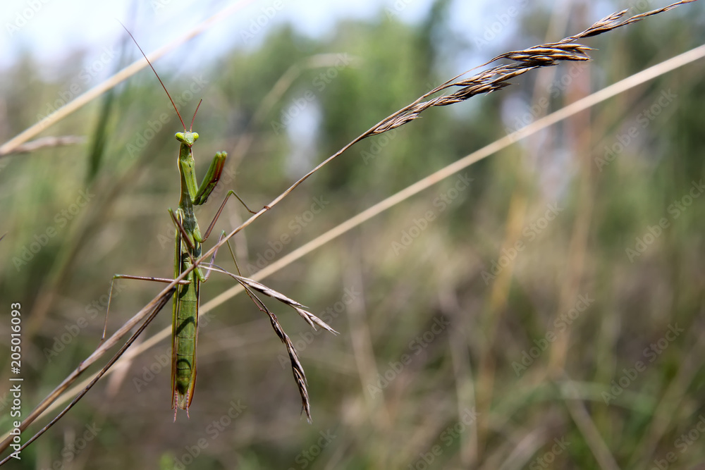 Macro photography. A green grasshopper on a dry blade of grass Macro photography. A green grasshopper on a dry blade of grass