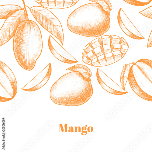 Vector mango hand drawn sketch . Sketch vector  food illustration. Vintage style
