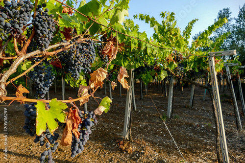 Bunches of red wine grapes hanging on the wine in late afternoon sun, grape background photo