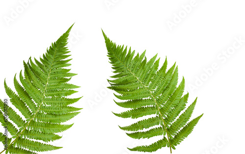 Fresh fern leaves