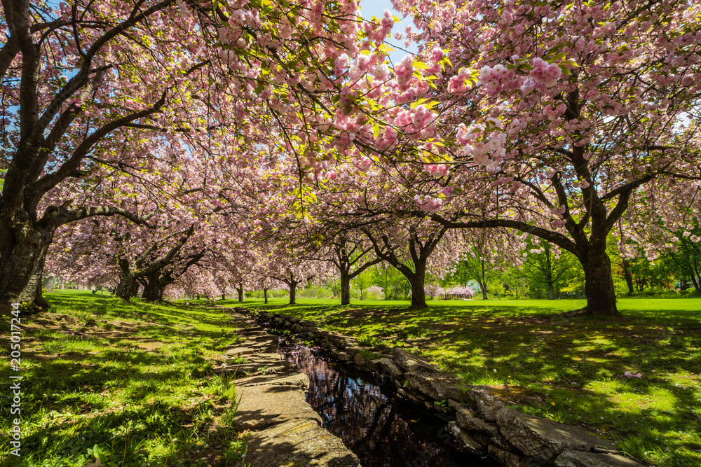 Pink cherry trees drape gracefully near a stone canal on a sunny spring day Pink cherry trees drape gracefully near a stone canal on a sunny spring day