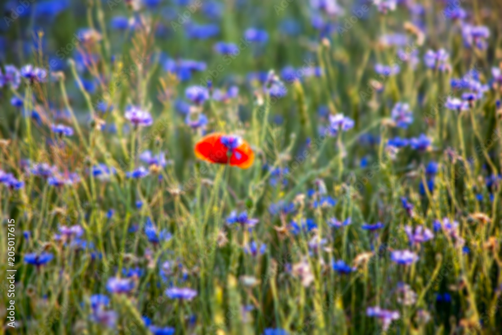 Blurred background: field with a lot of purple flowers and one red spot of another flower
