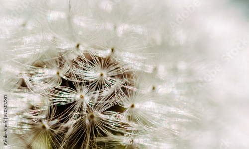 Fototapeta Naklejka Na Ścianę i Meble -  Fluffy faded field dandelion