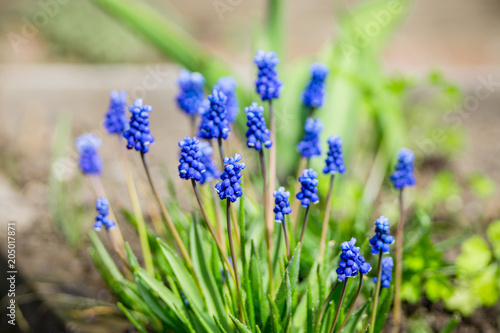 Muscari armeniacum (Blue Grape Hyacinth) blooming in the garden. Selective focus. Shallow depth of field.