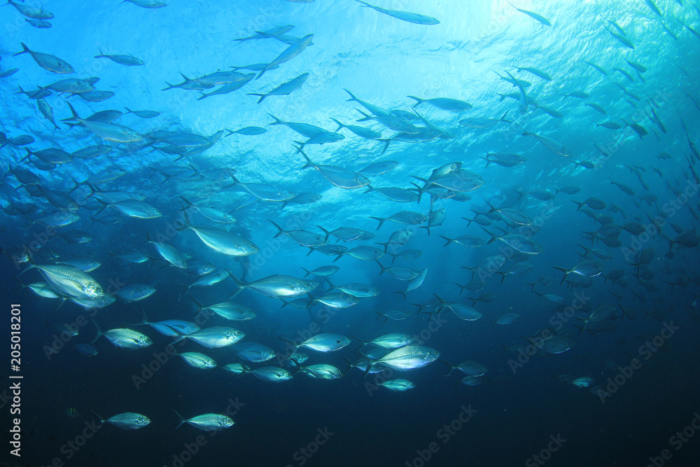 Fototapeta premium Tuna fish in ocean