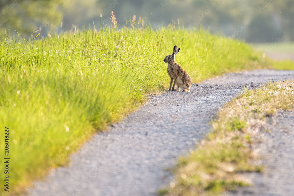 European hare sitting on a dirt road European hare sitting on a dirt road