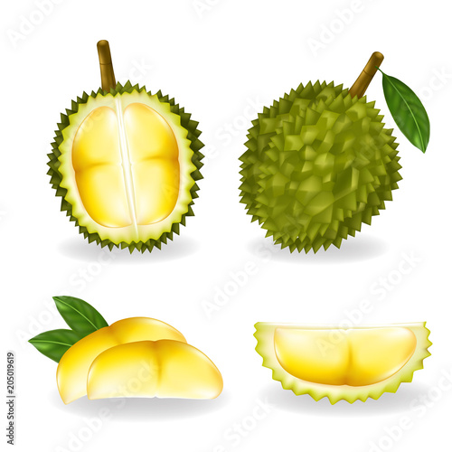 King of fruits, durian isolated on white background.Vector illustration