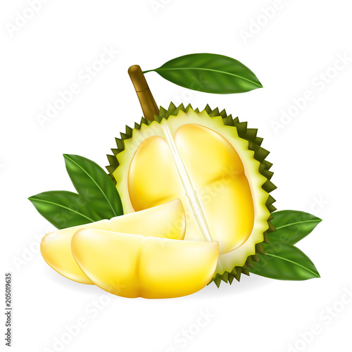 King of fruits, durian isolated on white background.Vector illustration