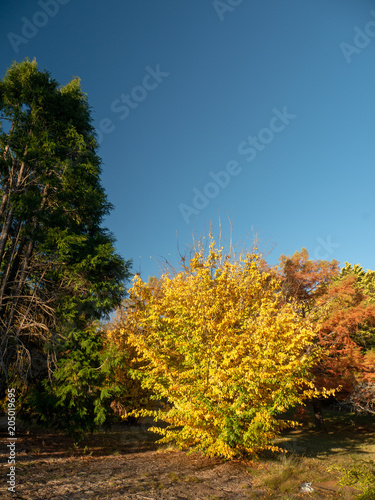 Autumn Maple Beautiful
