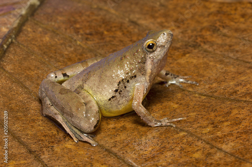 Frog, Microhyla sp, Microhylidae, Trishna, Tripura , India photo