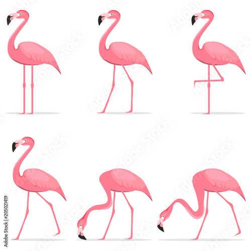 Flamingos, various poses of flamingos. © Dmitry