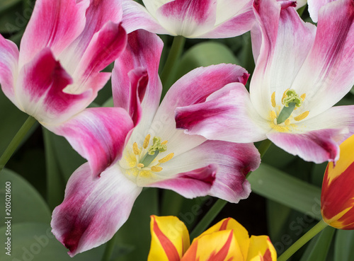 White and purple tulips flowers blooming in a garden