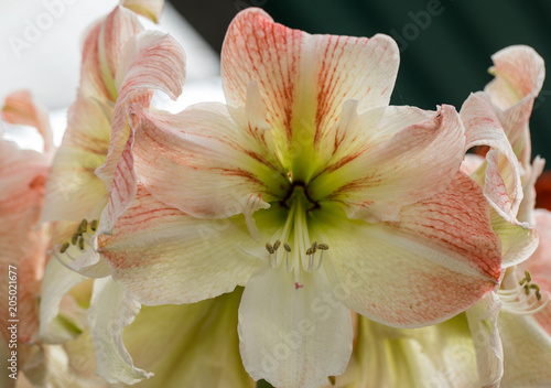  white amaryllis flower blooming in a natural garden