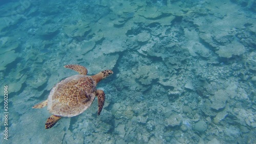 An Endangered Hawksbill Or Tortoise Shell Turtle Swimming Over A Damaged Table Coral Reef Smothered By Sand In Silt In The Maldives. photo