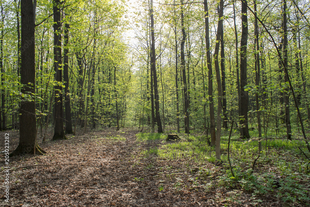 may spring evening sunny forest may spring evening sunny forest