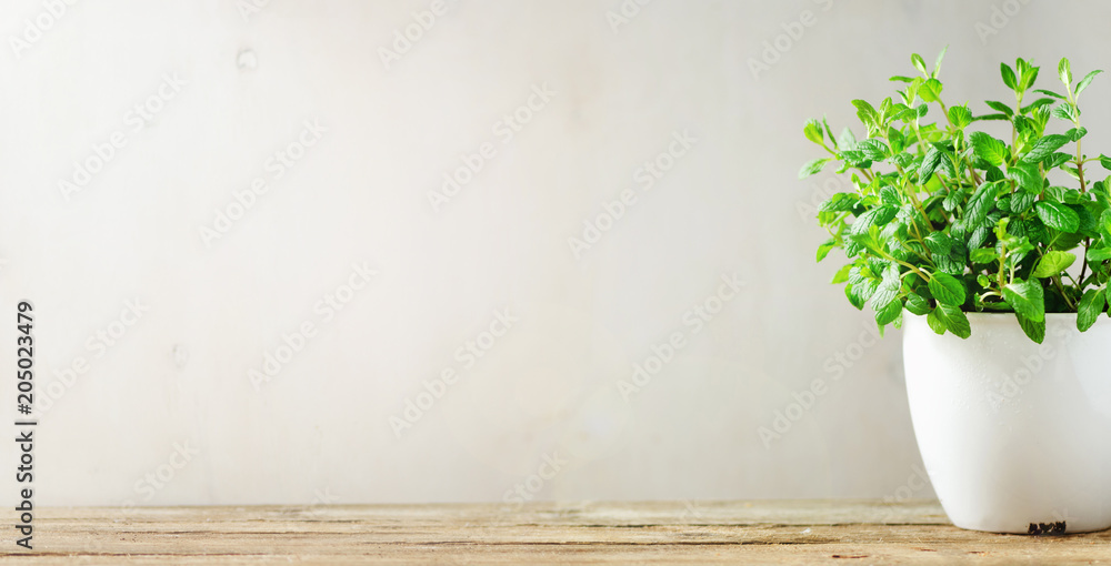 Green fresh aromatic herb melissa, mint in white pot on wooden background. Banner. Copyspace. Green fresh aromatic herb melissa, mint in white pot on wooden background. Banner. Copyspace.