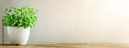 Green fresh aromatic herb melissa, mint in white pot on wooden background. Banner. Copyspace.