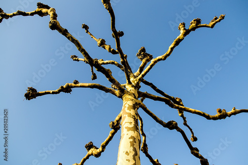 Silhouette of bare tree without any leaves during winter with pruned branches and on the background a blue sky