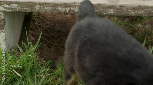 A cute burnese mountain dog puppy crawls out from under a front porch step in slow motion photo