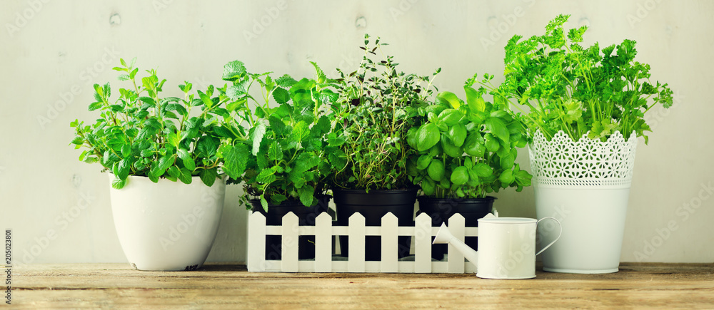 Fototapeta premium Green fresh aromatic herbs - melissa, mint, thyme, basil, parsley in pots, watering can on white and wooden background. Banner. Aromatic spices, herbs, plants frame with copy space.