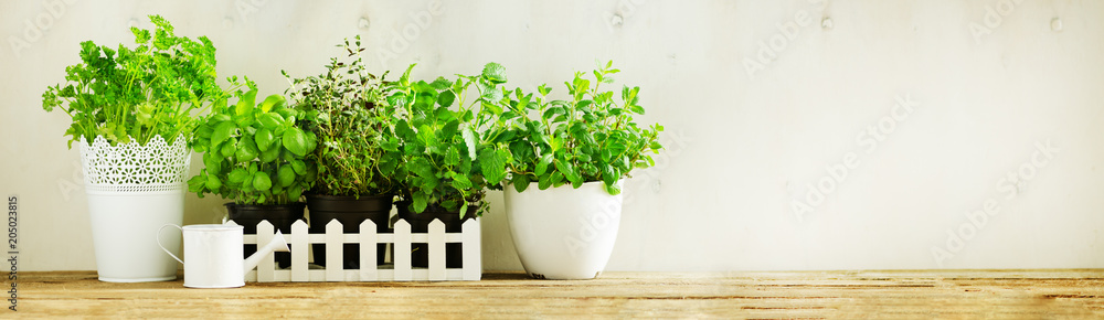 Green fresh aromatic herbs - melissa, mint, thyme, basil, parsley in pots, watering can on white and wooden background. Banner. Aromatic spices, herbs, plants frame with copy space.