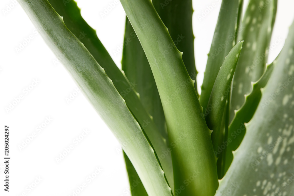 Obraz premium closeup view of aloe vera leaves isolated on white background