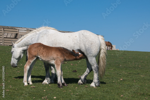 Puledro beve il latte dalla mamma