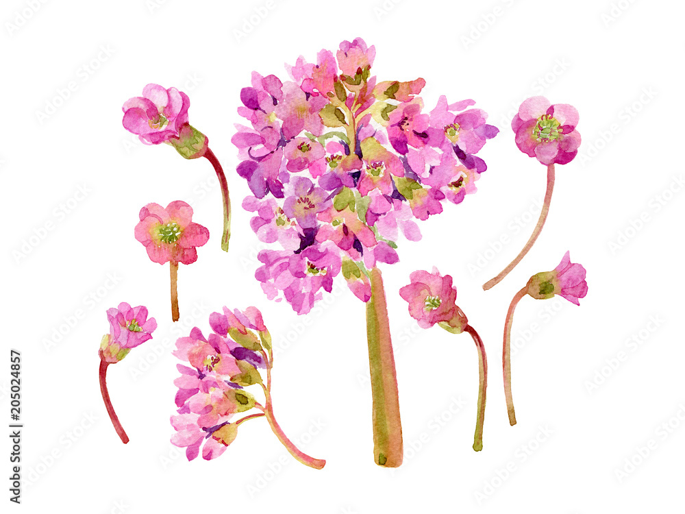 Obraz spring flowers