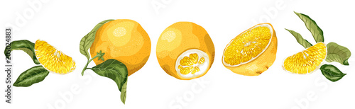 Horisontal fruit decor line set with orange fruit, halves, leaves and sllices  made in realistic graphic design vector drawing