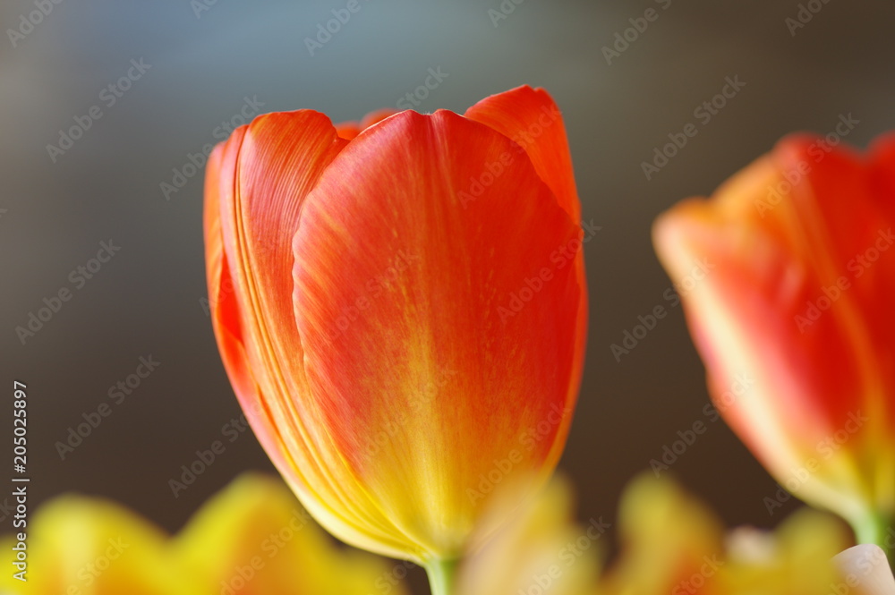 Red Tulip Red Tulip