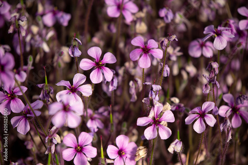Close up of beautiful on the ground purple flower  