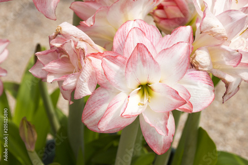 Pink lilies