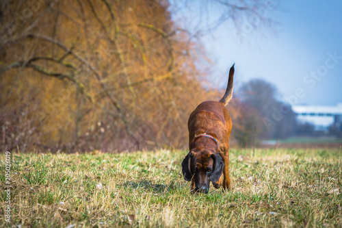 Schweisshund bei der Spurensuche photo