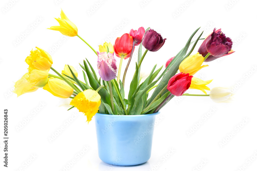 Flower tulip Flower tulip