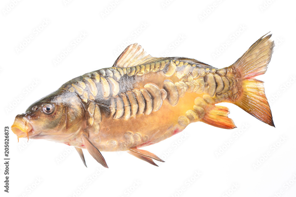 Fish carp Fish carp