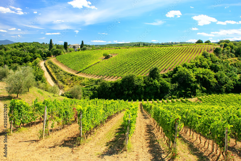 Vineyards near Montalcino in Val d'Orcia, Tuscany, Italy.