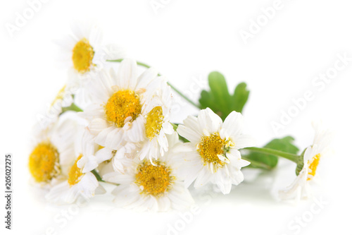 Flower camomile