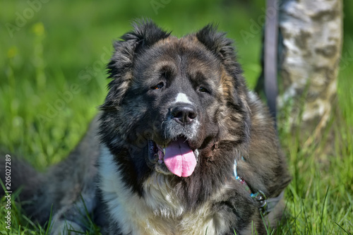 Caucasian sheepdog portrait photo