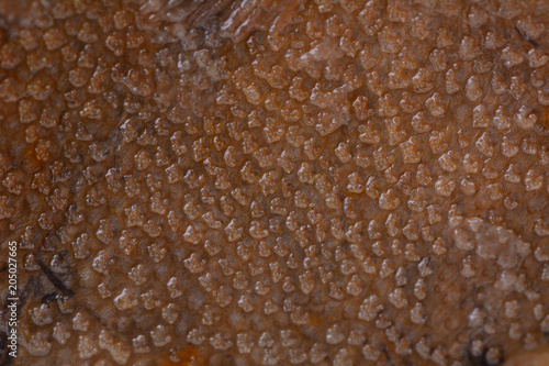 Fish halibut texture