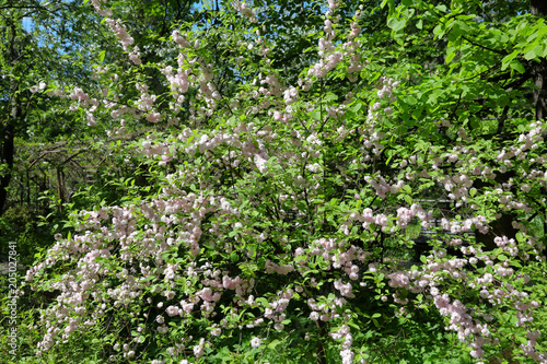 Fototapeta Naklejka Na Ścianę i Meble -  Prunus Triloba. Large blossoming flowers of the blooming three-lobed almond
