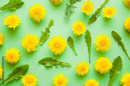 Fototapeta Naklejka Na Ścianę i Meble -  Fresh, yellow dandelions with leaves on pastel green background. Flower pattern. Springtime. Bright colors. Mockup for special offers as advertising or other ideas. Flat lay. Top view.