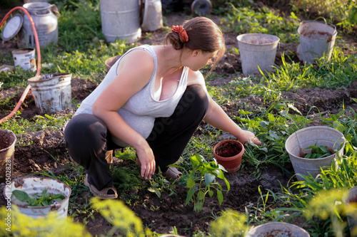 Young pregnant girl planted seedlings in ground in her garden. Spring sunny day. Tomatoes, peppers, aubergine