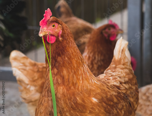Organic raised chickens
